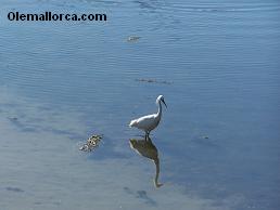 Albufera